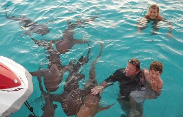 Swimming with the Sharks