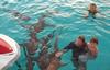 Swimming with the Sharks